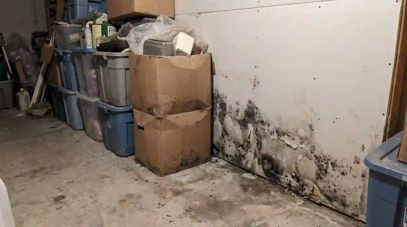 Mold on basement drywall behind stored boxes