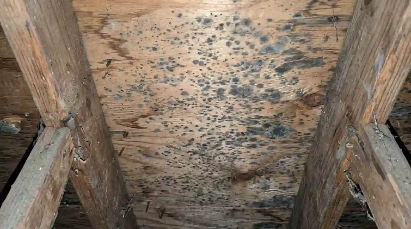Mold speckle across plywood roof sheathing